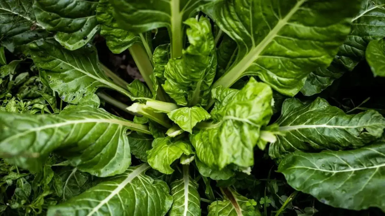 Planta de acelgas, un vegetal que se planta en julio para cosechar sus hojas verdes y nutritivas.