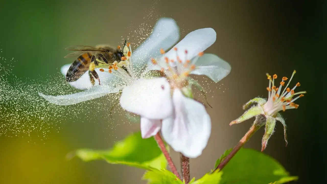 Une abeille butine une fleur blanche, dispersant du pollen. C'est ainsi que les abeilles assurent la pollinisation, essentielle à la reproduction des plantes et à la production de fruits.