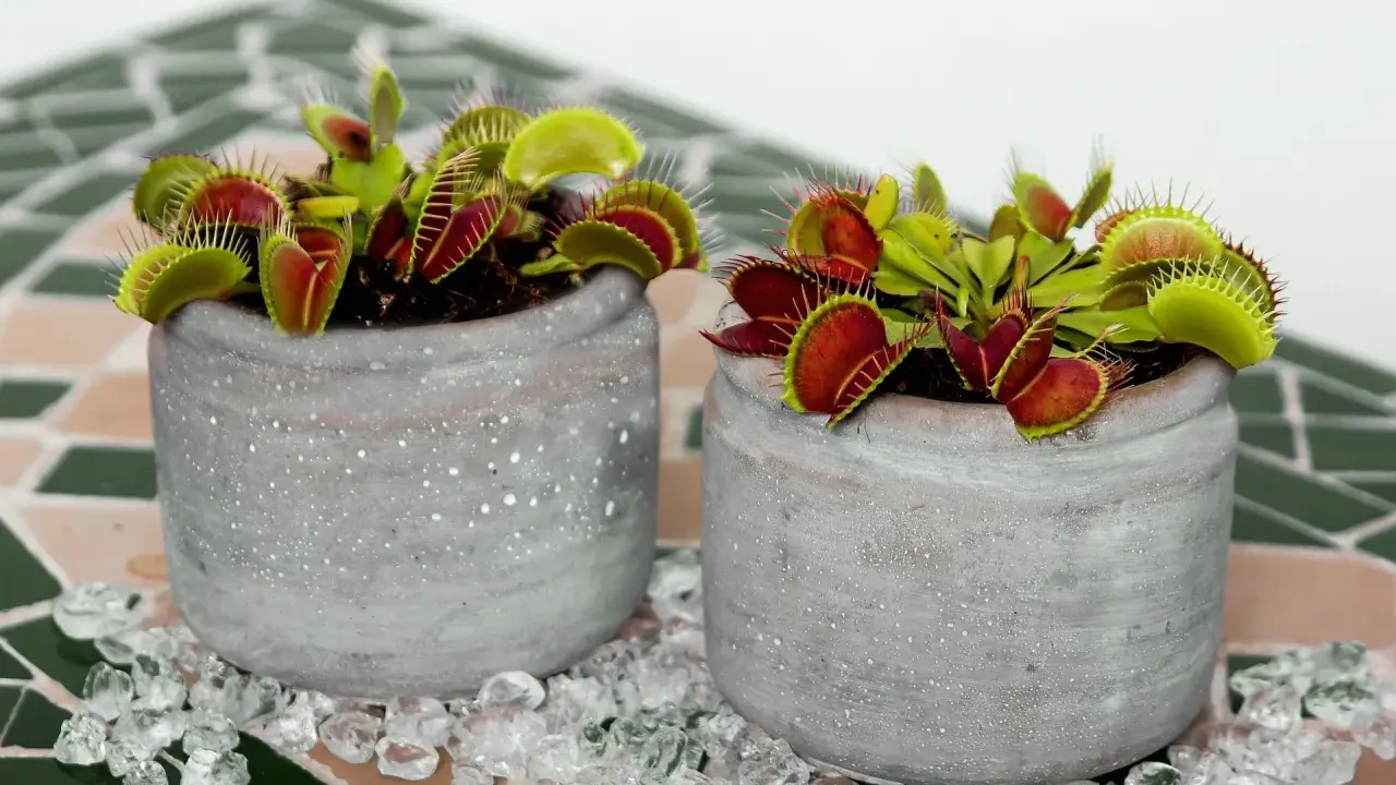 Dos macetas con plantas carnívoras, ideales para quienes buscan información sobre planta carnivora cuidados.