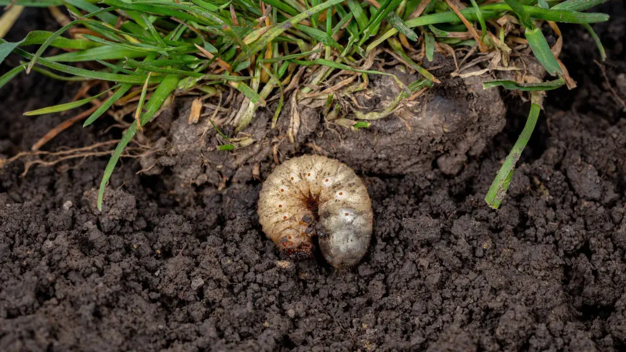 A plump white grub, a common lawn pest, curls in dark soil beneath green grass blades.