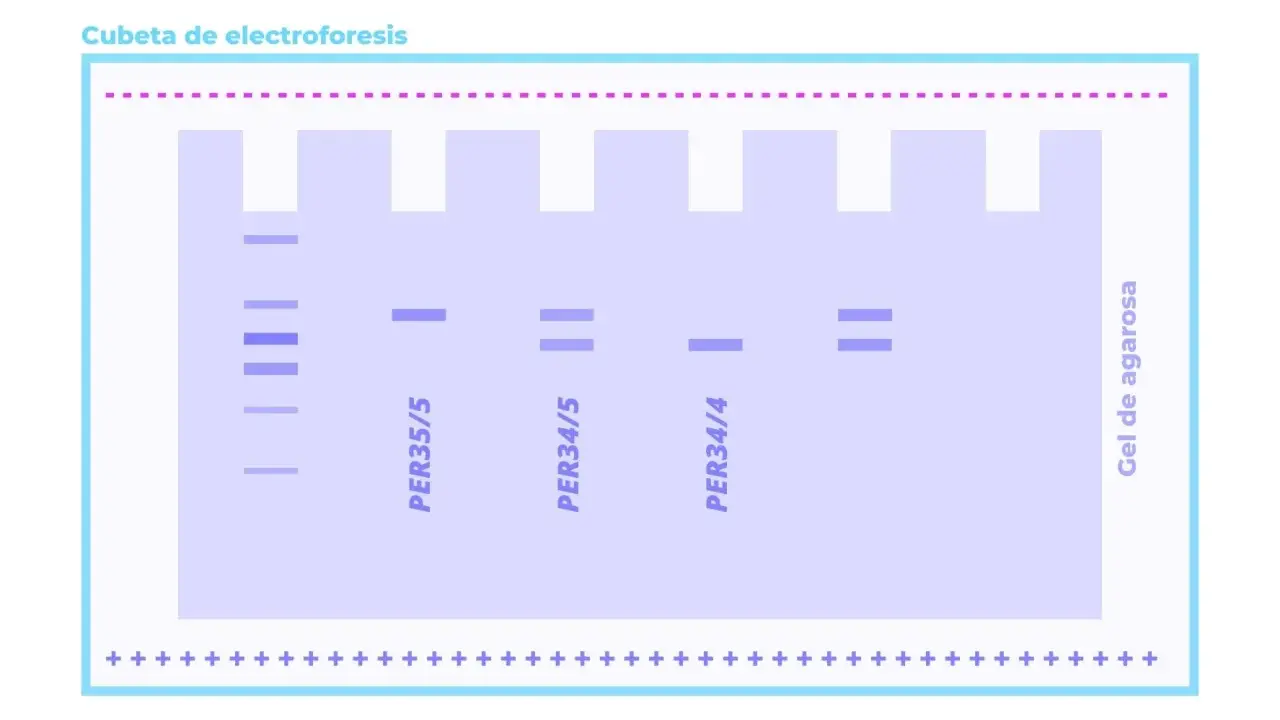 Banda de electroforesis adn en gel de agarosa, mostrando diferentes fragmentos de ADN separados.