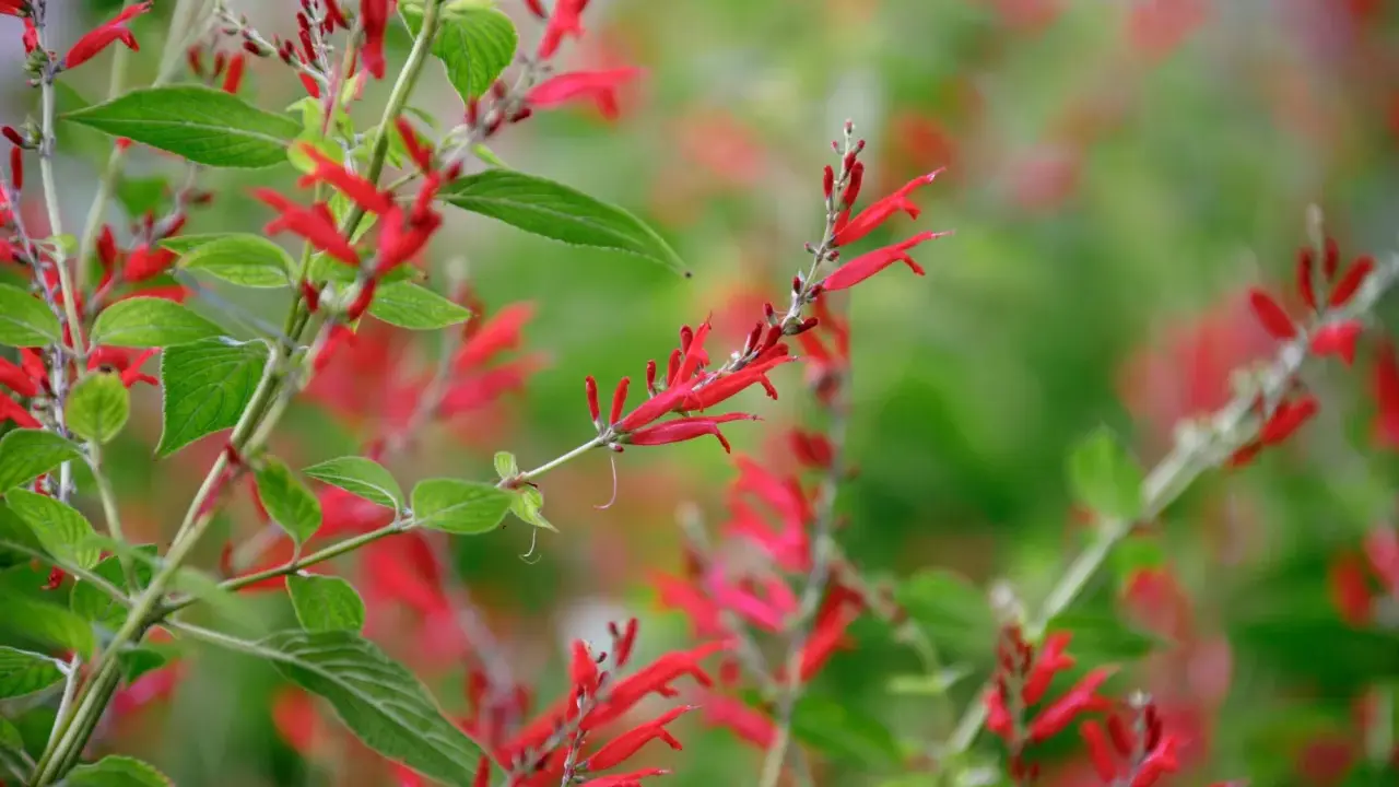 Vibrant red tubular flowers bloom on a pineapple sage plant, hinting at its culinary and medicinal uses.