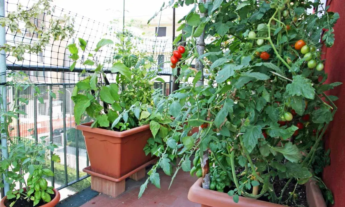 Des tomates rouges et vertes mûrissent sur des plants dans des pots sur un balcon. Un guide pour savoir comment faire pousser les tomates.