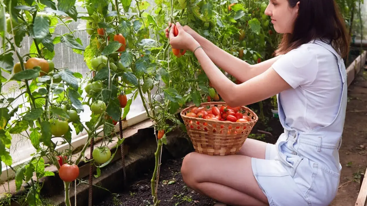 Jeune femme récoltant diverses variétés de tomates dans une serre, un panier rempli de fruits rouges à ses côtés.
