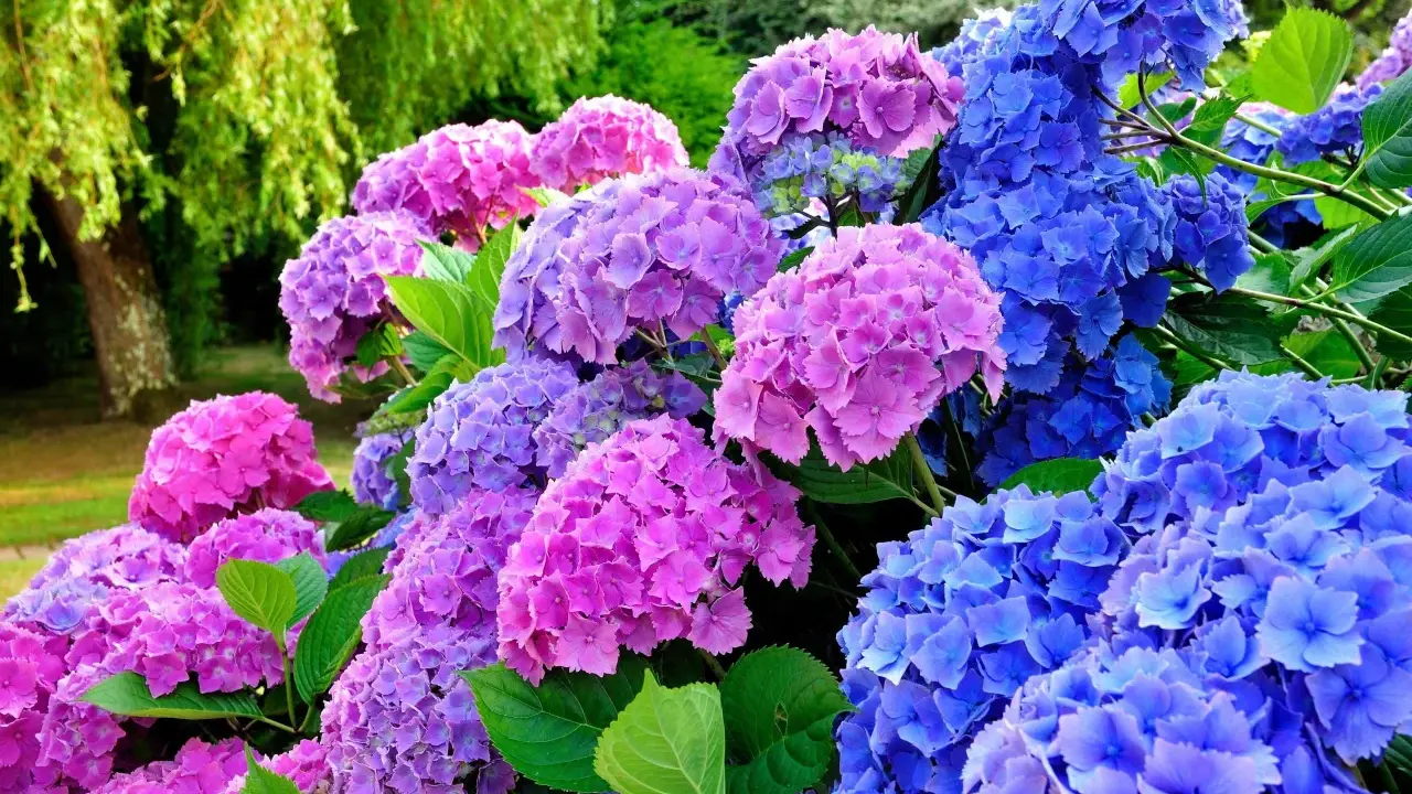 En prunkande rabatt med blå och rosa hortensior. Perfekt för dig som vill plantera hortensia och skapa en färgsprakande trädgård.