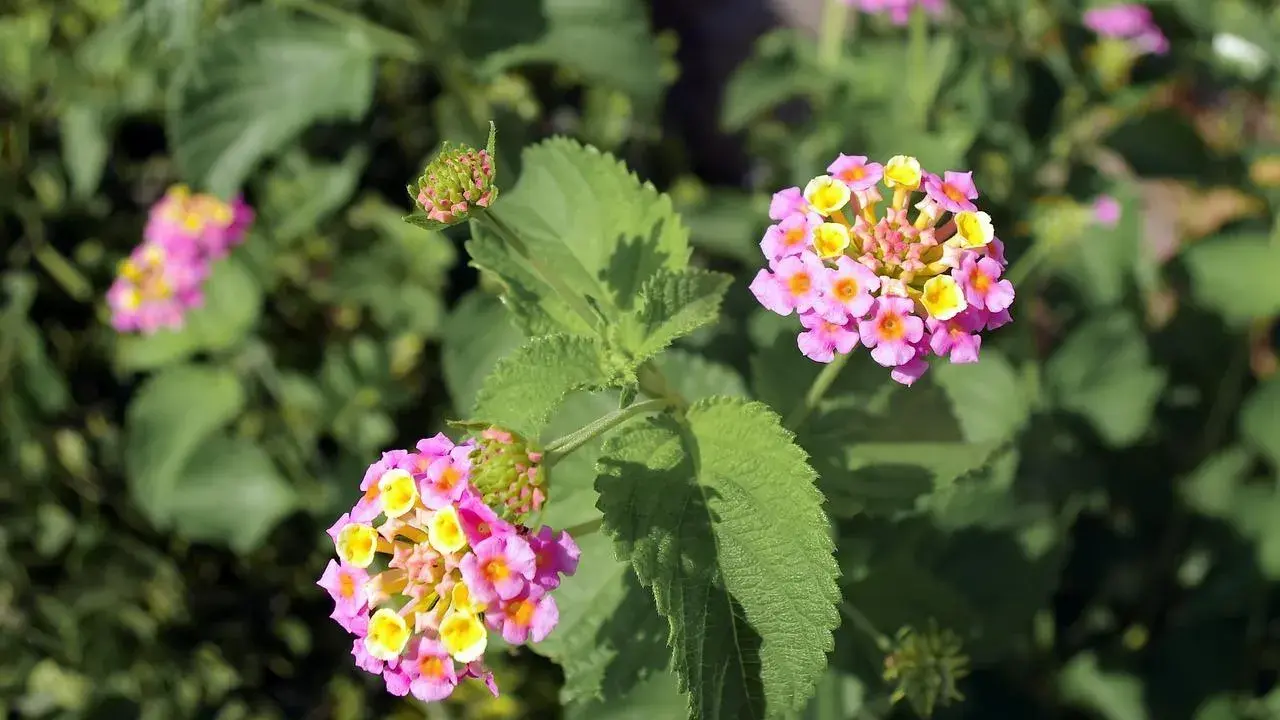 Fleurs de litsée citronnée aux teintes roses et jaunes, avec des feuilles vertes texturées.