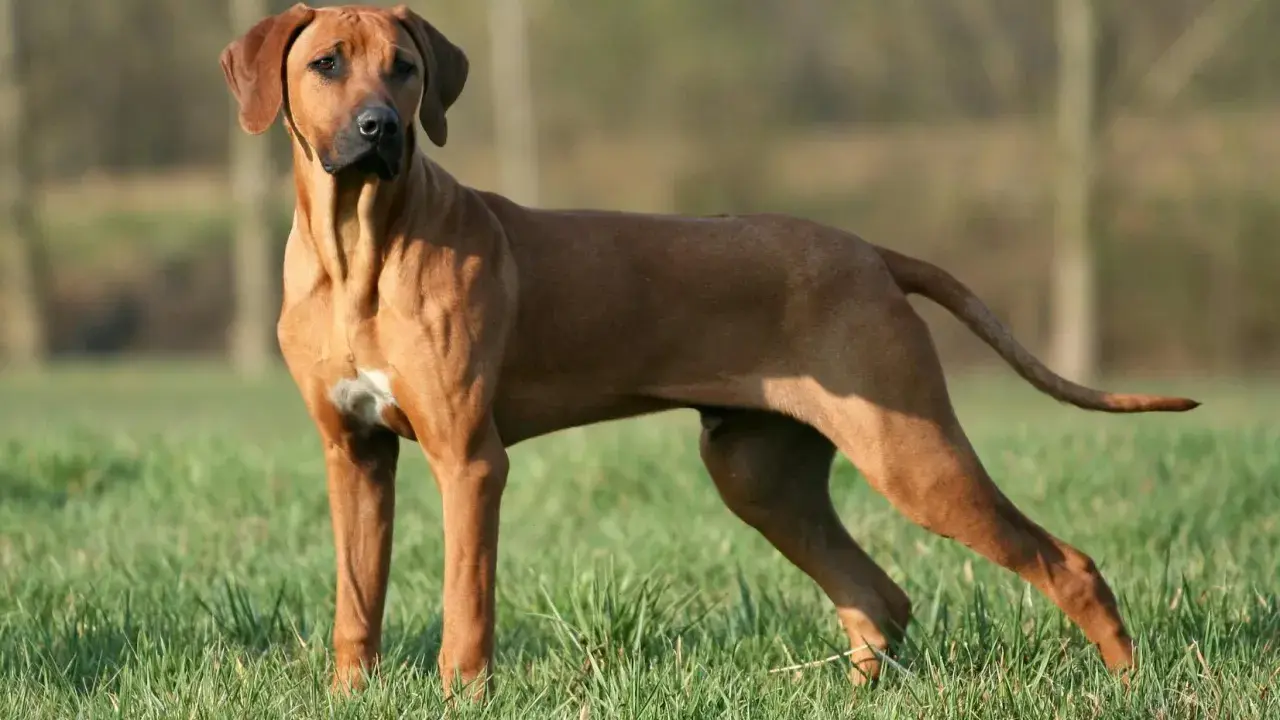 Un Rhodesian Ridgeback impressionnant, sa taille imposante et sa musculature bien définie ressortent sur l'herbe verte.