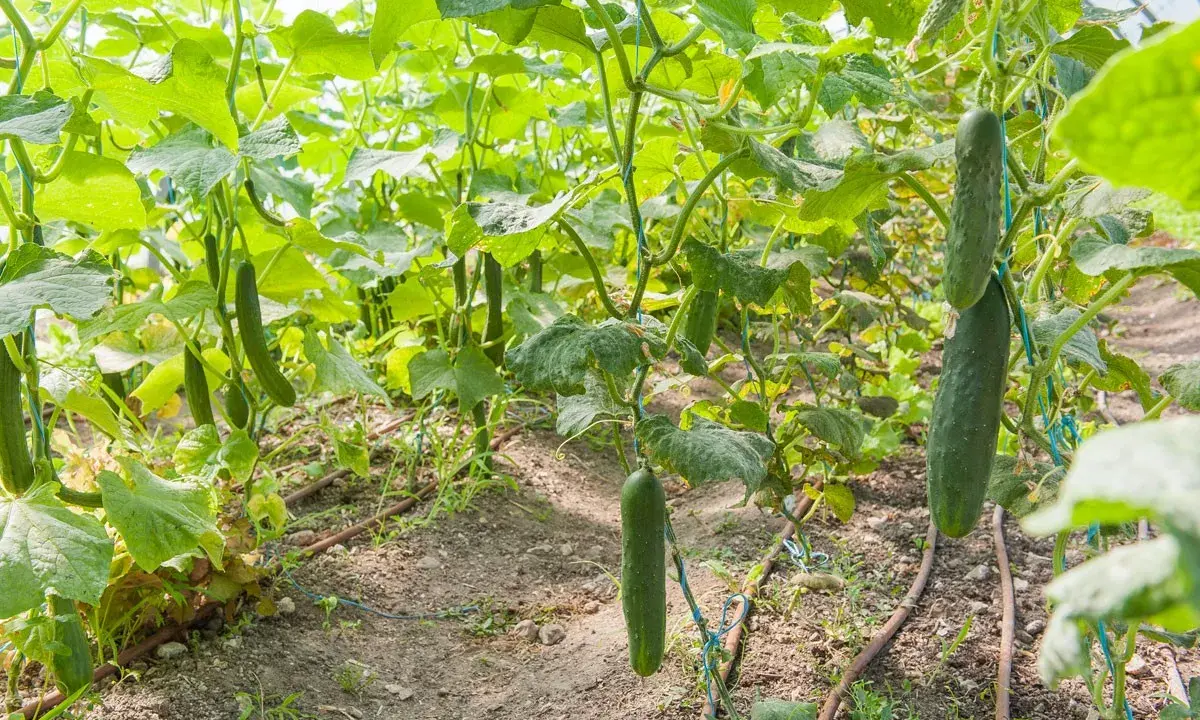 Des concombres mûrs pendent sur leurs tiges dans un jardin. Le moment idéal pour savoir quand planter concombre est maintenant, pour une récolte abondante.