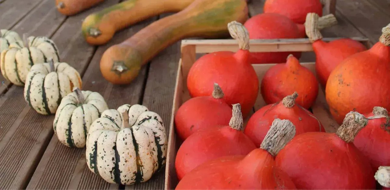 La récolte des courges est prête : des courges potimarron rouges et des courges décoratives tigrées attendent sur des planches de bois.