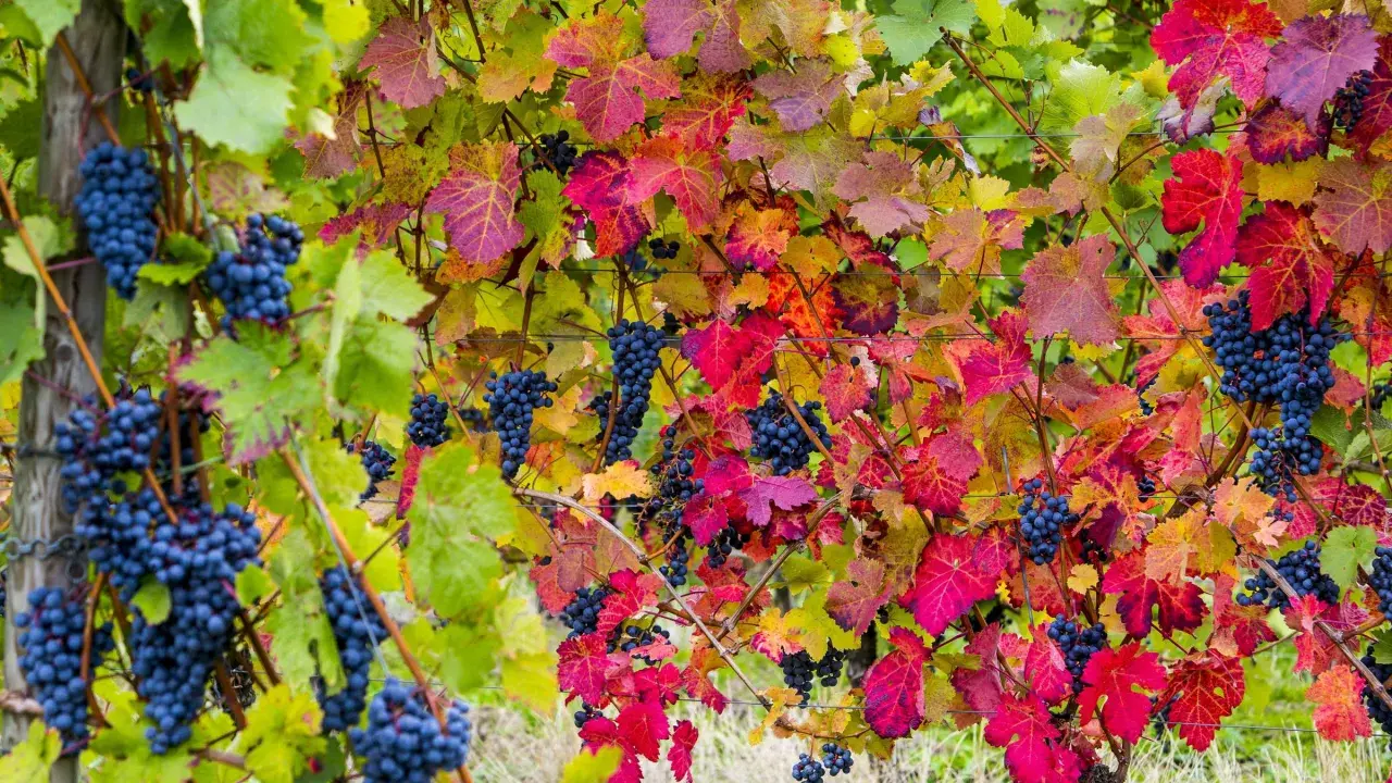 Reife blaue Trauben hängen zwischen bunten Blättern. Die Weinpflanzen zeigen ihre Herbstfarben.