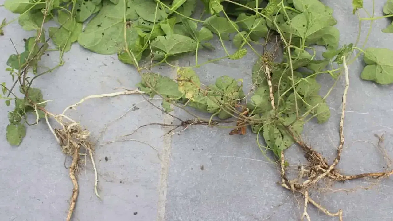 Plante de liseron mauvaise herbe avec ses racines aériennes et souterraines sur fond gris.