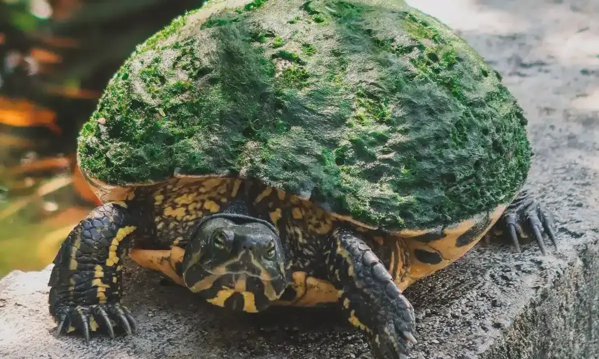 Żółw się nie rusza? Sprawdź, czy hibernuje, choruje, czy nie żyje