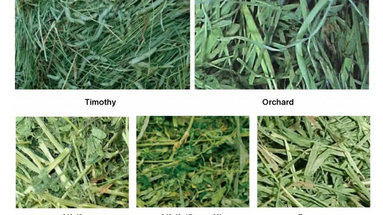 Close-ups of five types of hay: Timothy, Orchard, Alfalfa, Alfalfa/Grass Mix, and Brome.