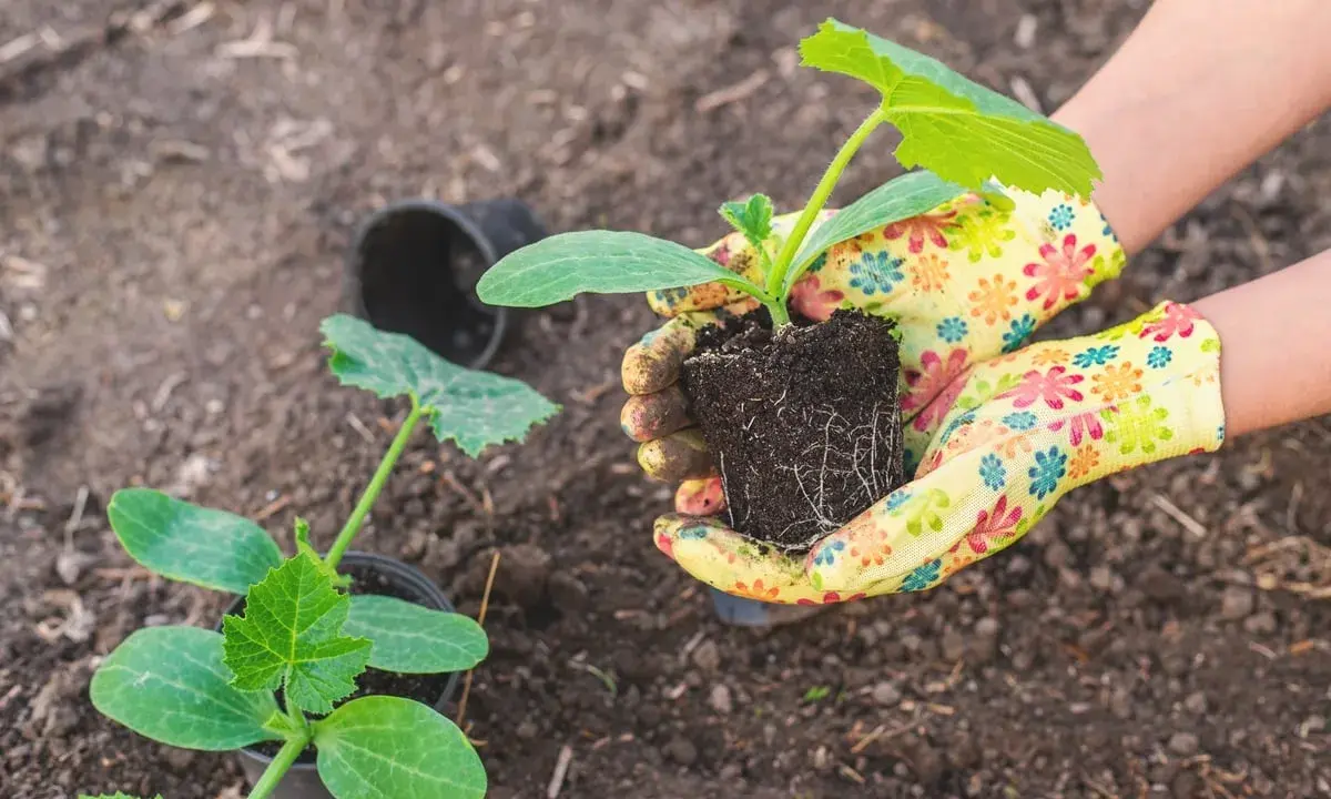 Mains gantées préparant le moment idéal quand repiquer les courgettes. Un jeune plant est prêt à être planté.