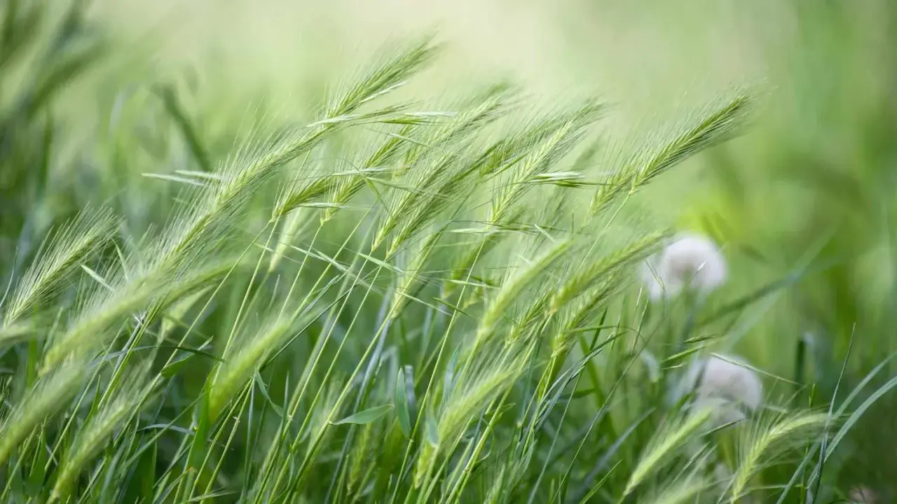 Green grass stalks sway in the breeze, hinting at the perfect time when to plant winter rye for a healthy harvest.