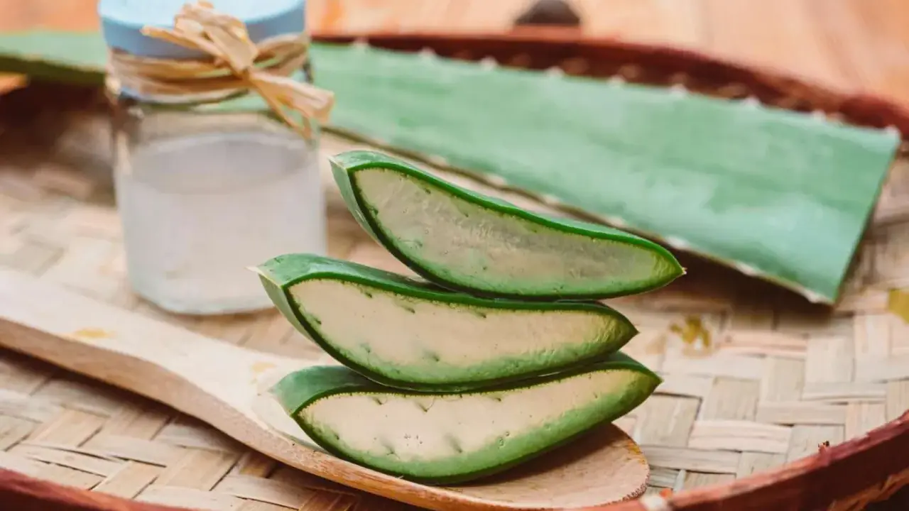 Tranches d'aloe vera sur une cuillère en bois, prêtes à apaiser un coup de soleil. Gel d'aloe vera dans un petit pot à côté.