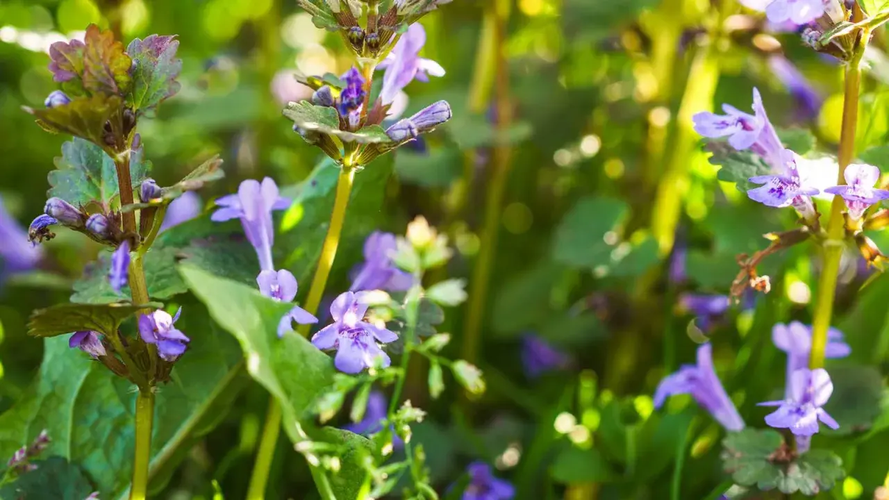 Nahaufnahme von Gundelrebenblüten. Die **Gundelrebe Wirkung** ist vielfältig, diese Pflanze blüht im Frühling.