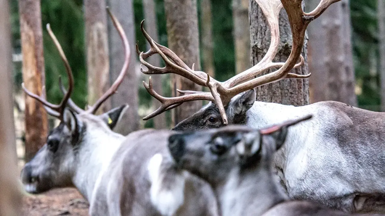 Här ser vi en flock renar i skogen. Det är fascinerande hur har alla renar horn, även honorna.