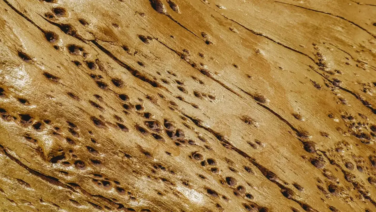 Texture dorée d'un bois ancien, parsemé de nombreux petits trous creusés par les mites.
