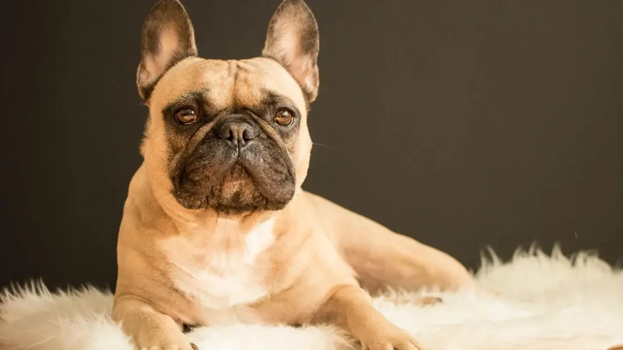 Un bouledogue français beige, allongé sur un tapis blanc, me regarde avec des yeux tristes. Il semble qu'il pleure quand je pars.
