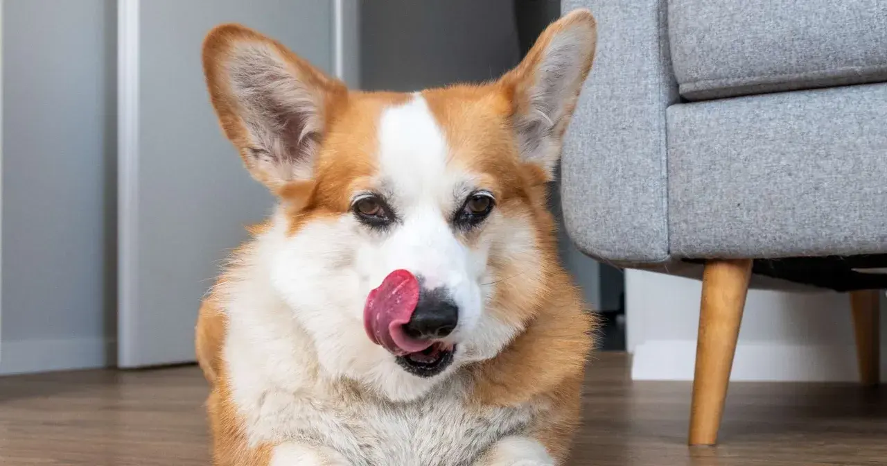 Uroczy corgi liże podłogę, szukając resztek smakołyków.