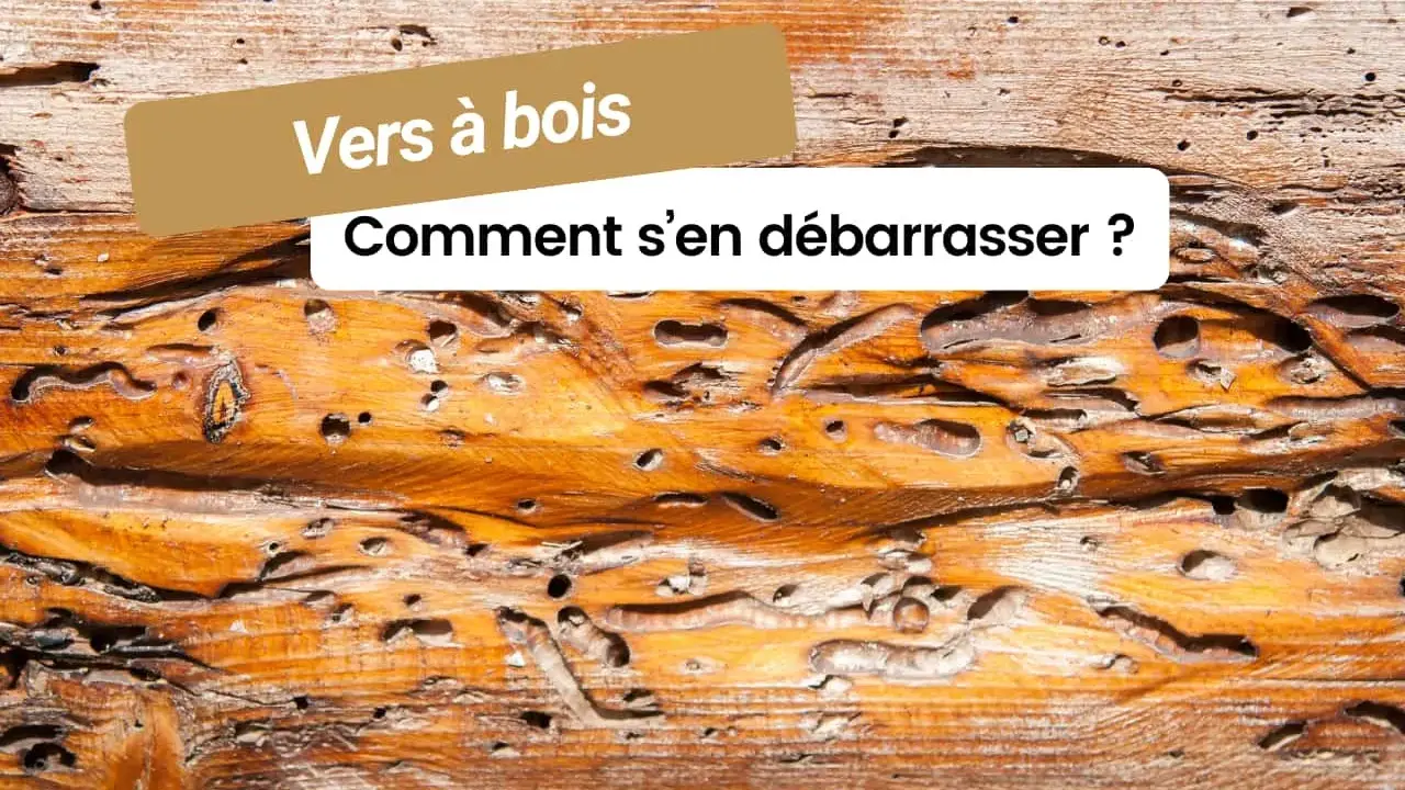 Le bois est criblé de trous, témoignage de la présence de vers à bois dangereux. Comment s'en débarrasser ?