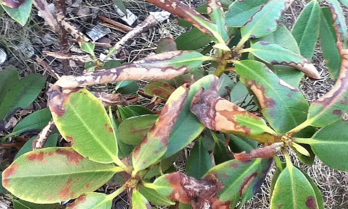 Liście rododendronu z brązowymi plamami i nekrozą, objawy fytoftorozy.