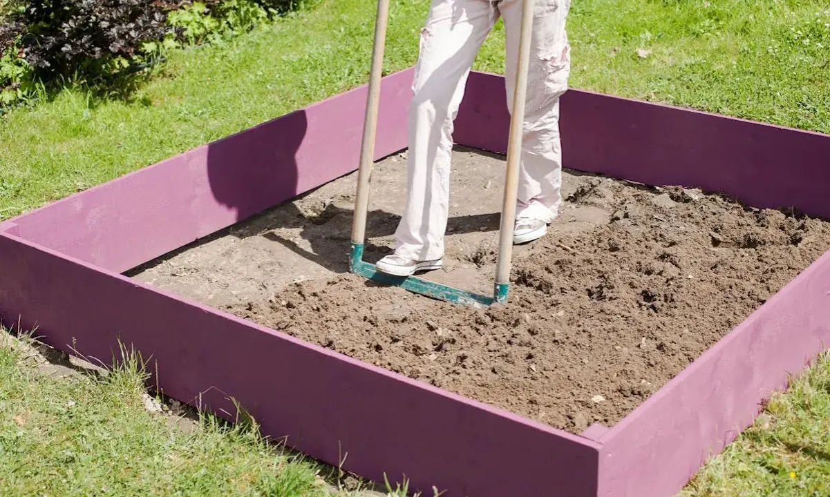 Une personne utilise un râteau pour ameublir la terre dans un carré potager violet.