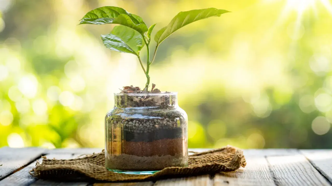 Planta joven creciendo en botes de cristal con capas de tierra y sustrato, bajo luz solar.