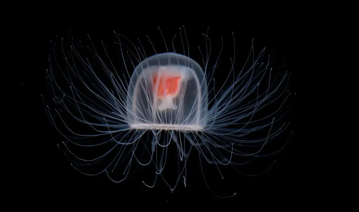 Una medusa immortale, trasparente e luminosa, con tentacoli sottili che si estendono nell'oscurità, un vero gioiello del mare.