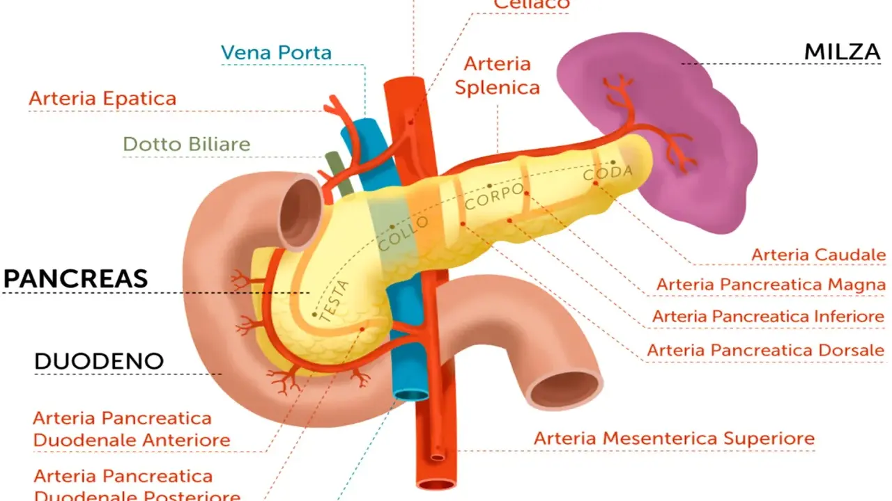 Illustrazione anatomica del pancreas, duodeno e milza, con vasi sanguigni. Il pancreas appare di colore giallo brillante, suggerendo un aspetto pancreas iperecogeno.