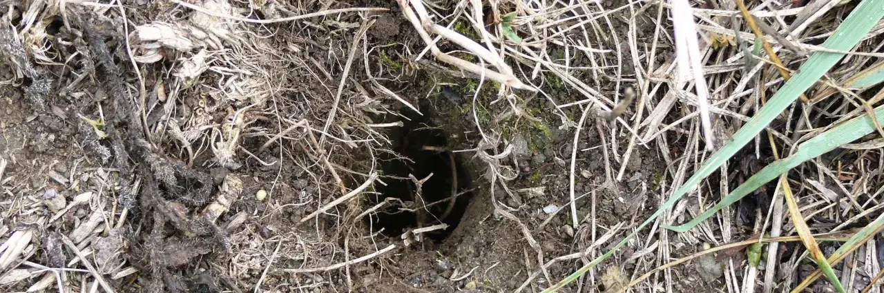 Un trou de hérisson dans le jardin, caché sous des feuilles mortes et des brindilles. Un petit passage sombre vers un abri secret.