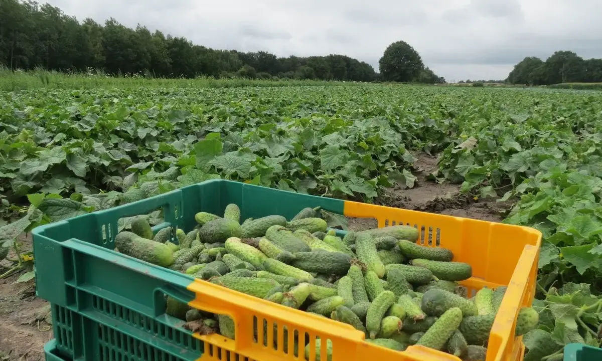 Culture cornichon grillage : une récolte abondante dans des caisses vertes et jaunes, sur un champ verdoyant sous un ciel couvert.