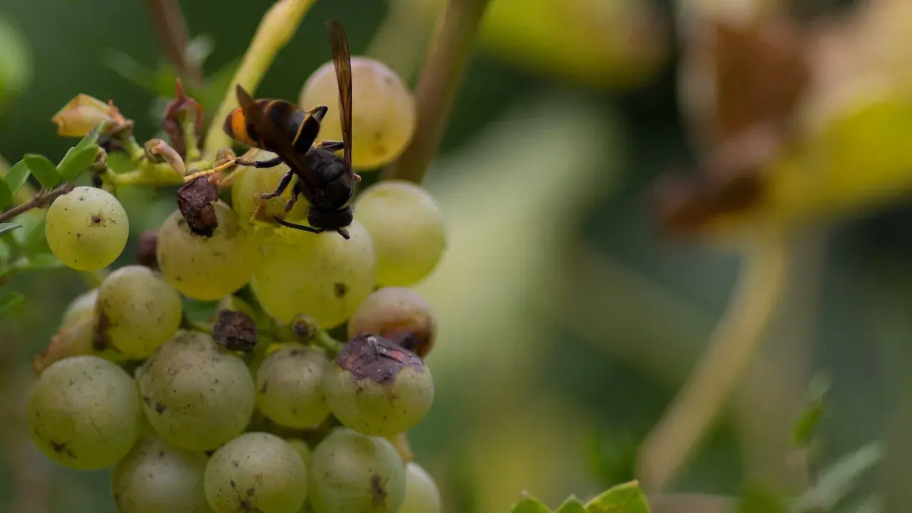 Eine schwarze Hornisse sitzt auf einer Traube und saugt den Saft.
