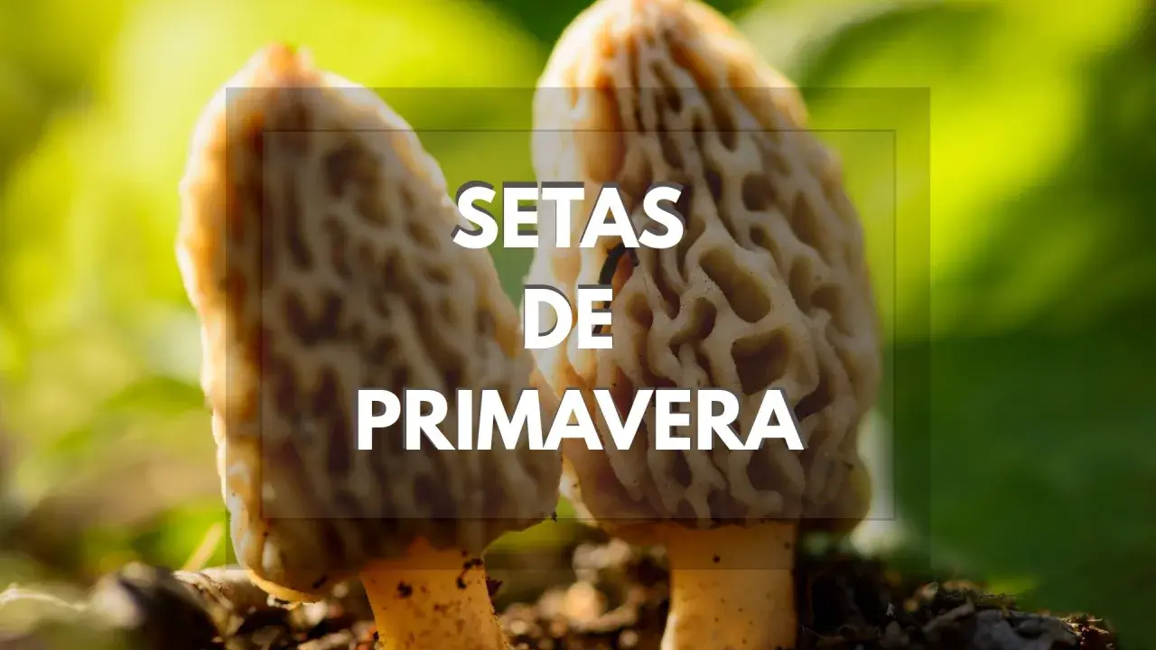 Setas de primavera en Cataluña, con su característica forma alveolada, brotando en la tierra.