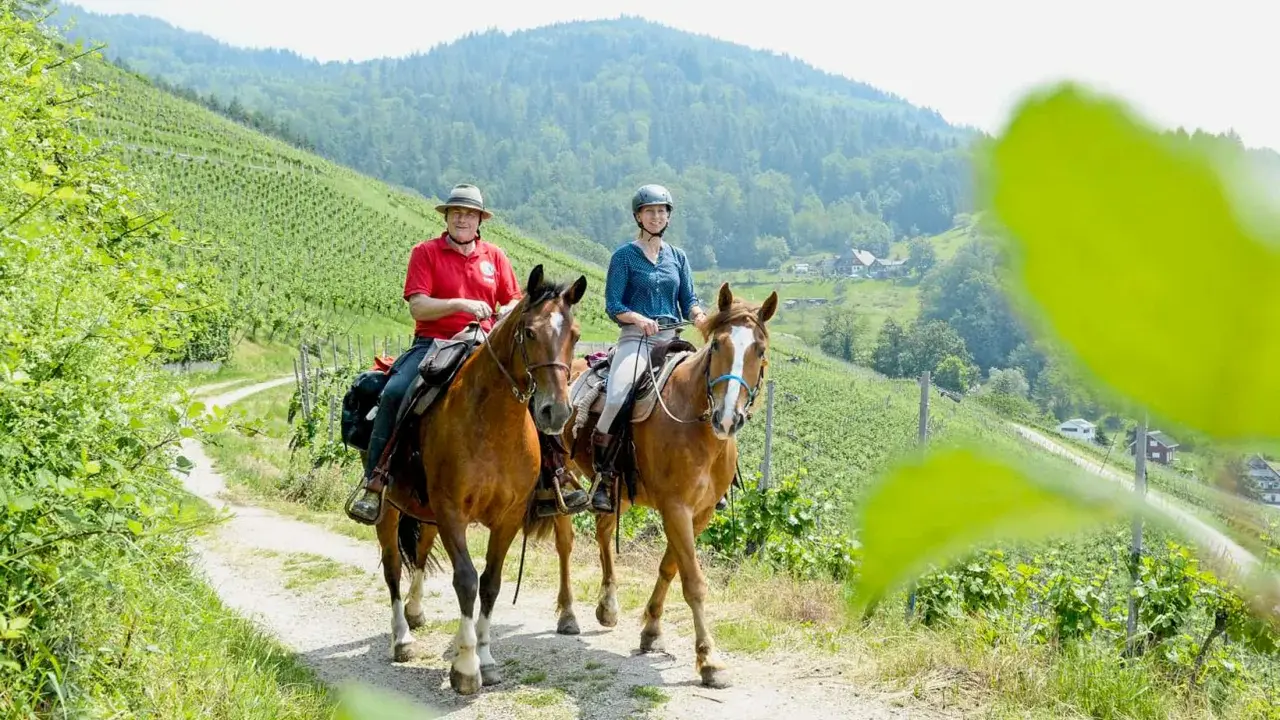 Zwei Reiter genießen das Distanz reiten auf einem Feldweg durch Weinberge mit Blick auf bewaldete Hügel.