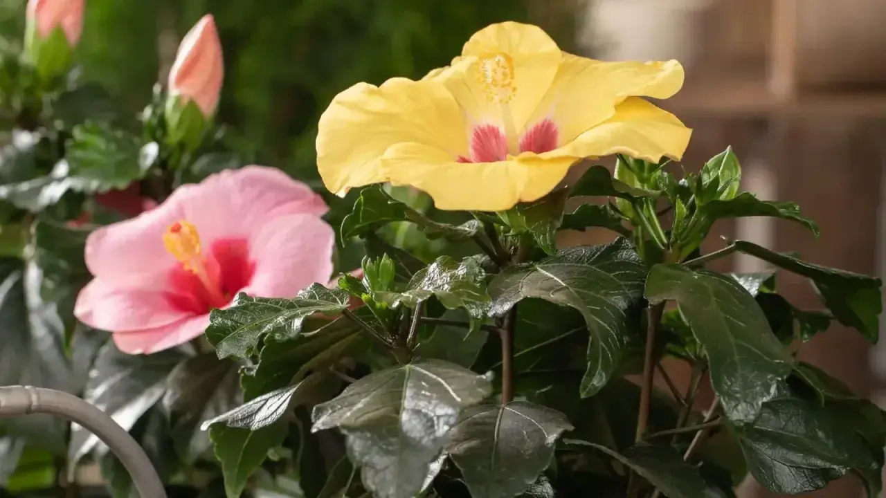 Zwei blühende Hibiskuspflanzen, eine mit gelben und eine mit rosa Blüten. Tipps zur **Hibiskus Pflege** für gesunde Pflanzen.