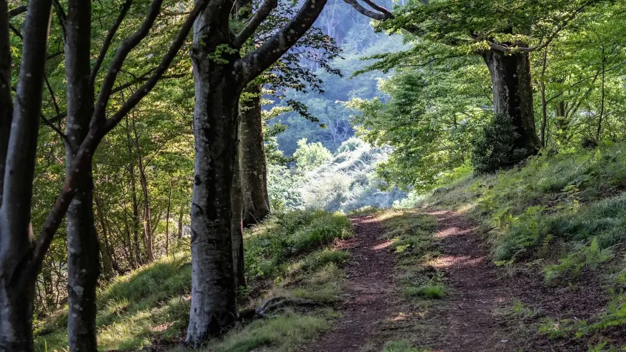Sentiero nel bosco, tra alberi secolari e vegetazione lussureggiante. Un invito a esplorare cosa vedere in questo acquerino naturale.