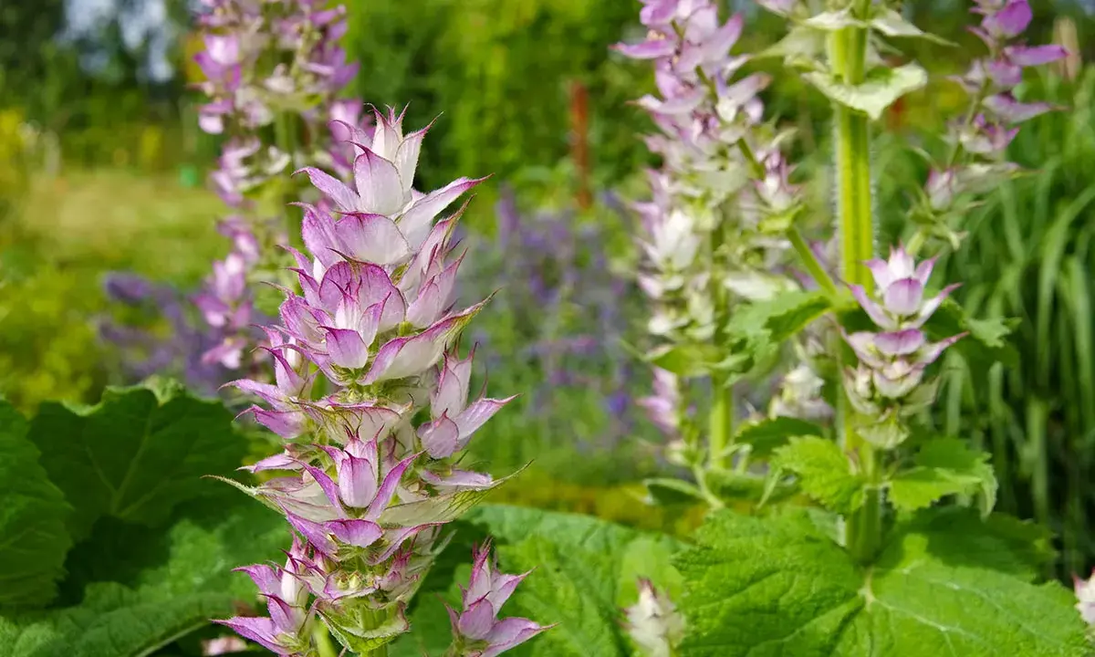 Fleurs de sauge sclarée aux teintes roses et blanches. Attention, la sauge sclarée a des contre-indications.