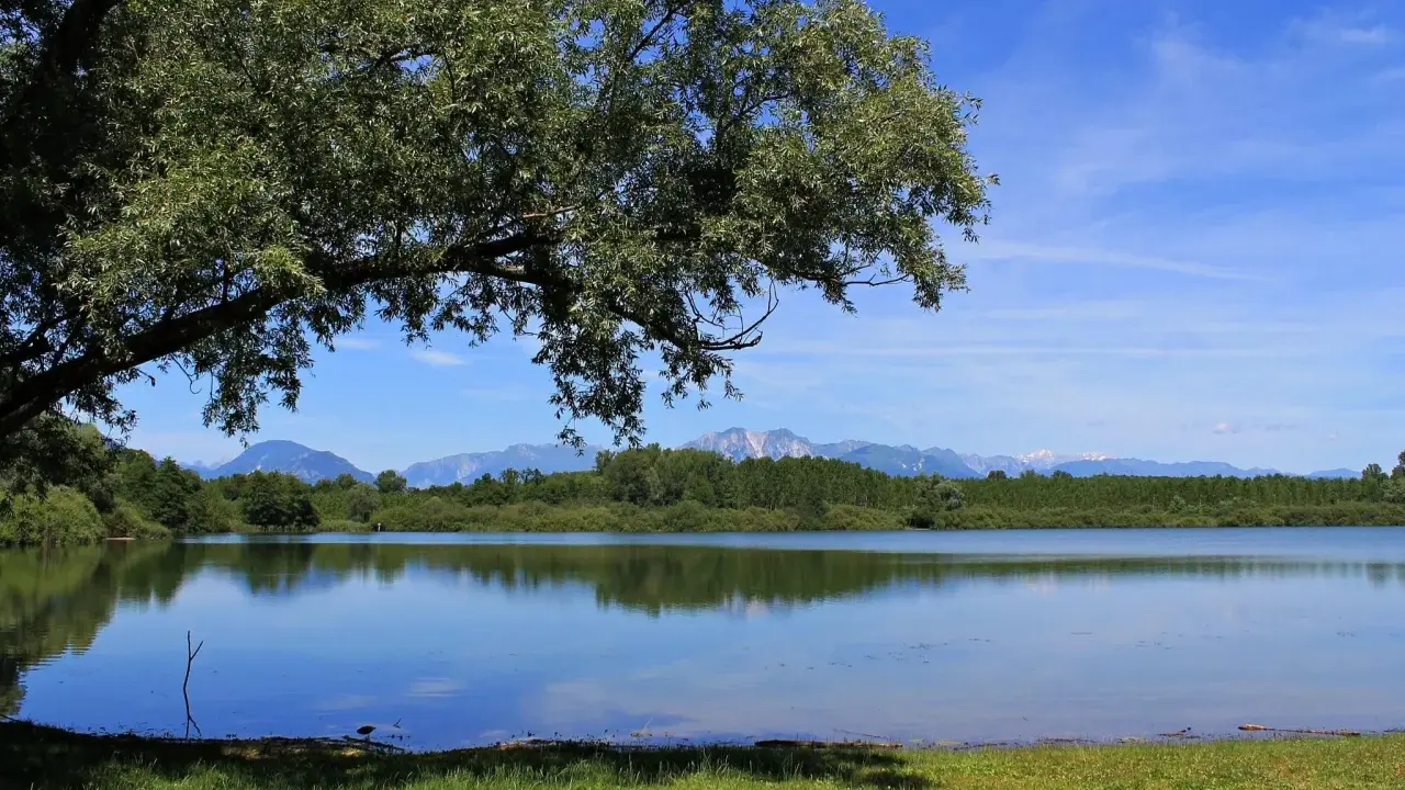 Un ramo di un grande albero ombreggia la riva erbosa del lago di Ragogna. Le montagne sullo sfondo si riflettono sull'acqua calma.