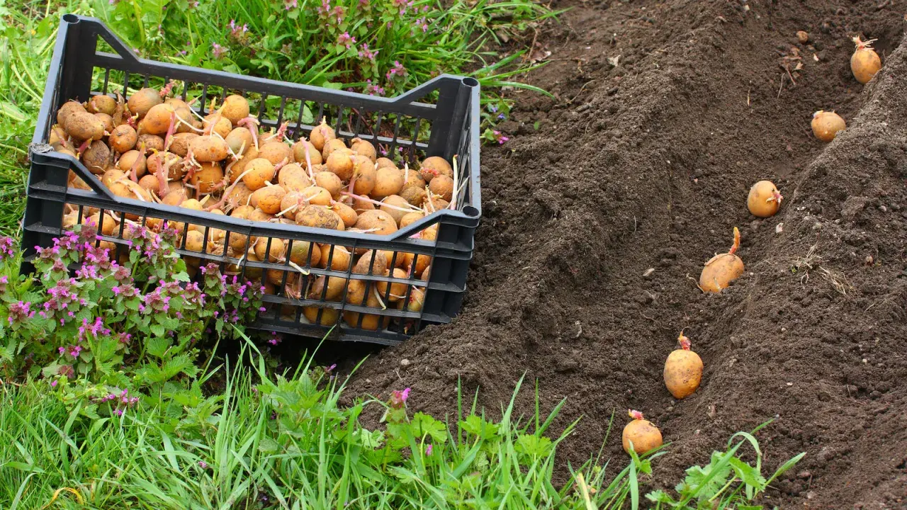 Plantation de pommes de terre précoces. Une caisse remplie de tubercules germés est posée près d'un sillon de terre où quelques pommes de terre sont déjà plantées.