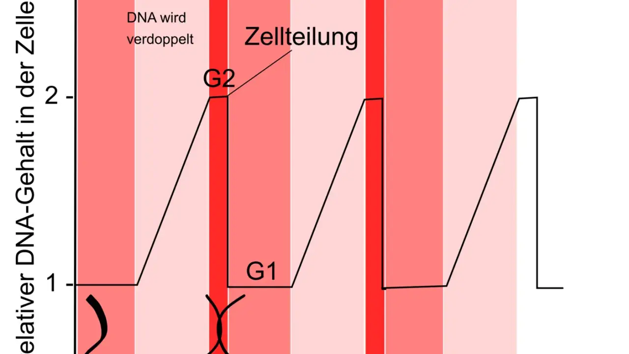 Diagramm zeigt den relativen DNA-Gehalt in der Zelle über die Zeit. Ein 1-Chromatid-Chromosom verdoppelt sich in der S-Phase zu einem 2-Chromatid-Chromosom.