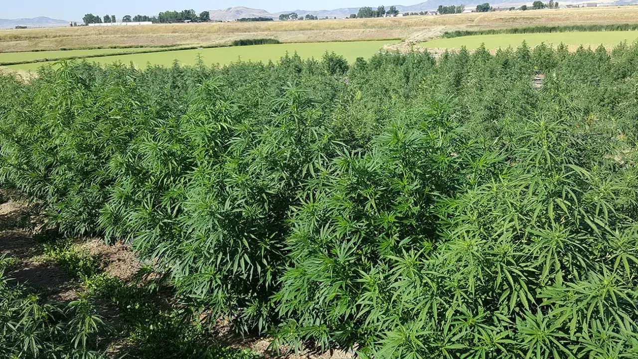 A field of lush green hemp plants under a clear blue sky. This image shows what hemp looks like growing, a versatile plant with many uses.