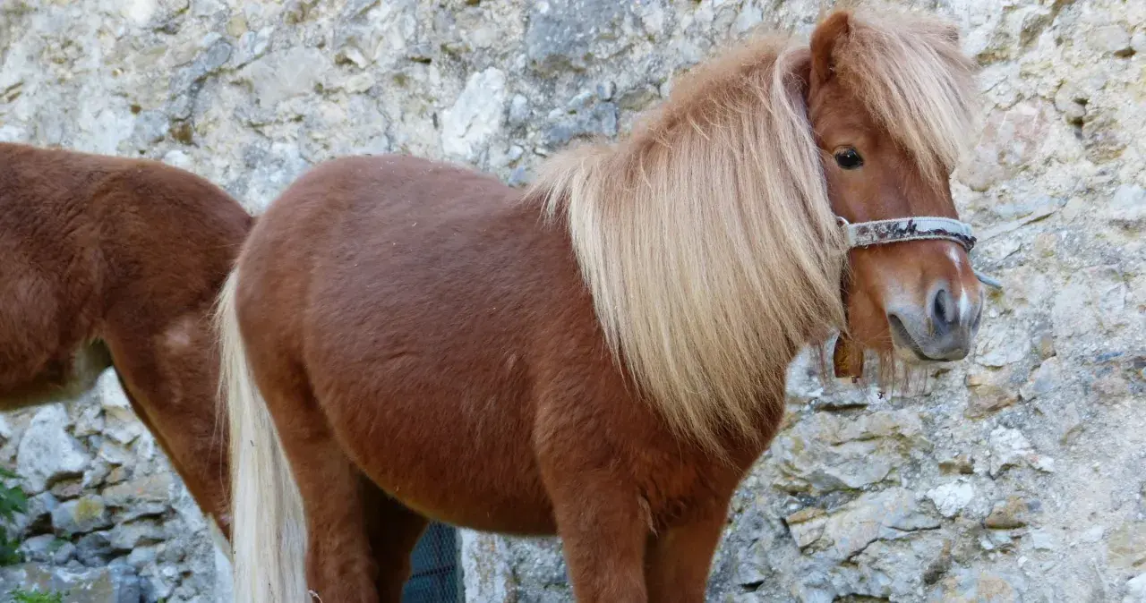 Zwei braune Shetlandponys vor einer Steinmauer. Sie sind robust und können alt werden, wie alt werden Shetlandponys?