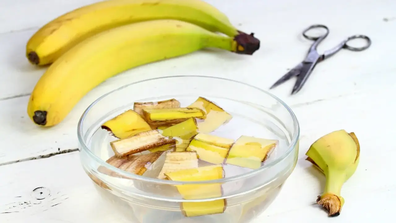 Kawałki skórek bananów w wodzie, przygotowywane jako nawóz z banana. Obok leżą banany i nożyczki.