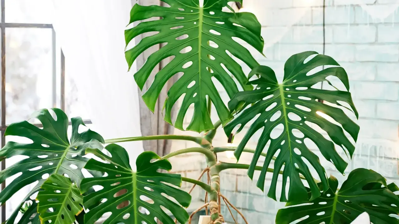 Große, grüne Monstera-Blätter mit charakteristischen Schlitzen und Löchern. Die Pflanze steht vor einem Fenster mit Gardinen und einer hellen Ziegelwand, was auf gute **Monstera Pflege** hindeutet.