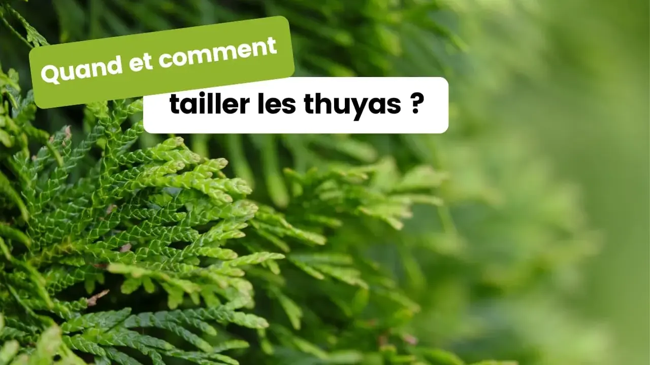Des branches de thuya vertes et denses. Le texte "Quand et comment tailler les thuyas ?" apparaît en surimpression, invitant à découvrir les meilleures pratiques pour l'entretien de ces conifères.