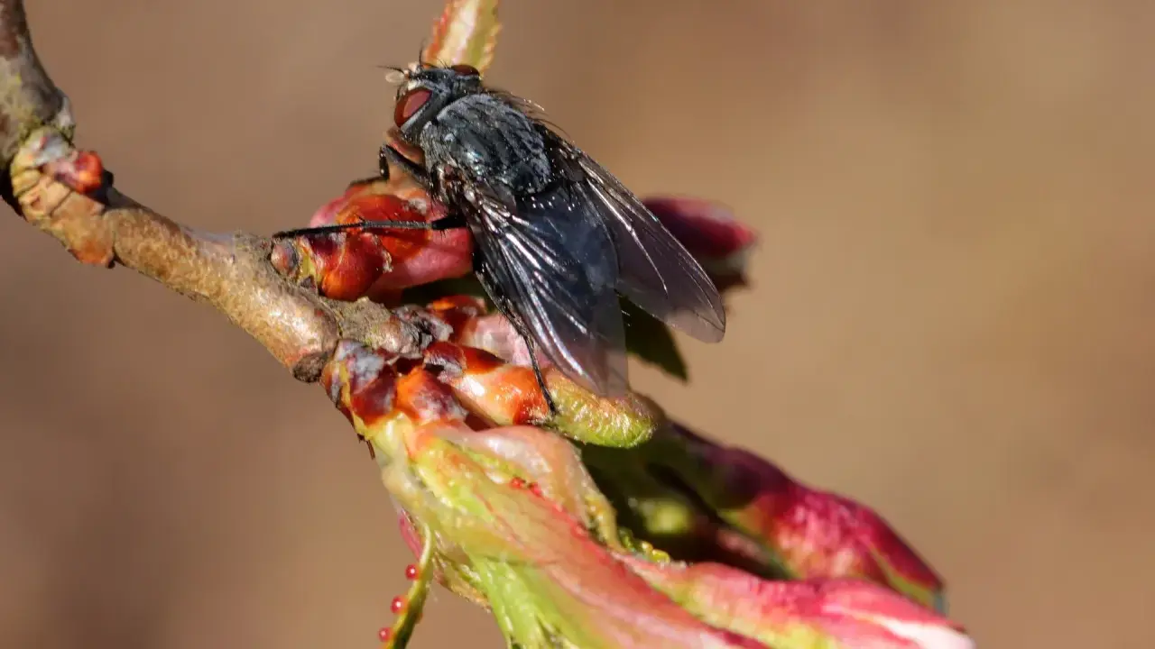 Mouche du cerisier sur un bourgeon. Traitement du sol au sulfate de fer pour lutter contre les parasites.