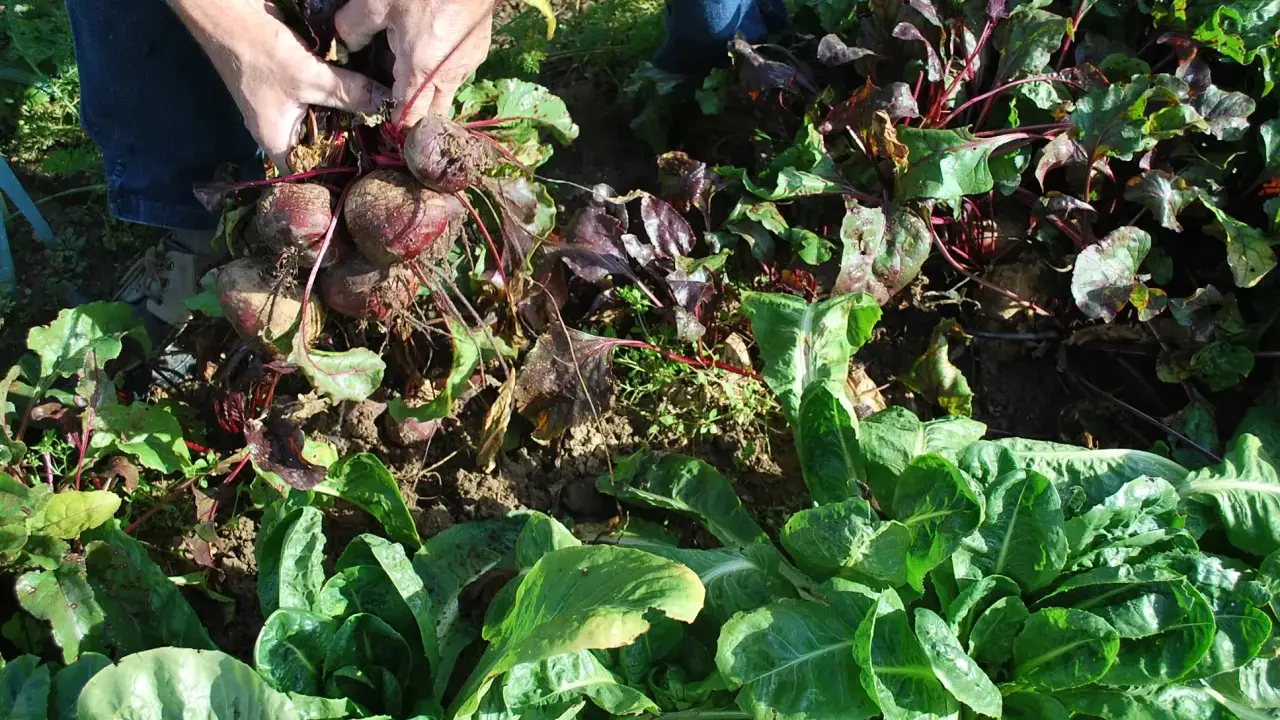 Mains récoltant des betteraves dans une plantation. Les feuilles vertes et les racines rouges sont visibles.