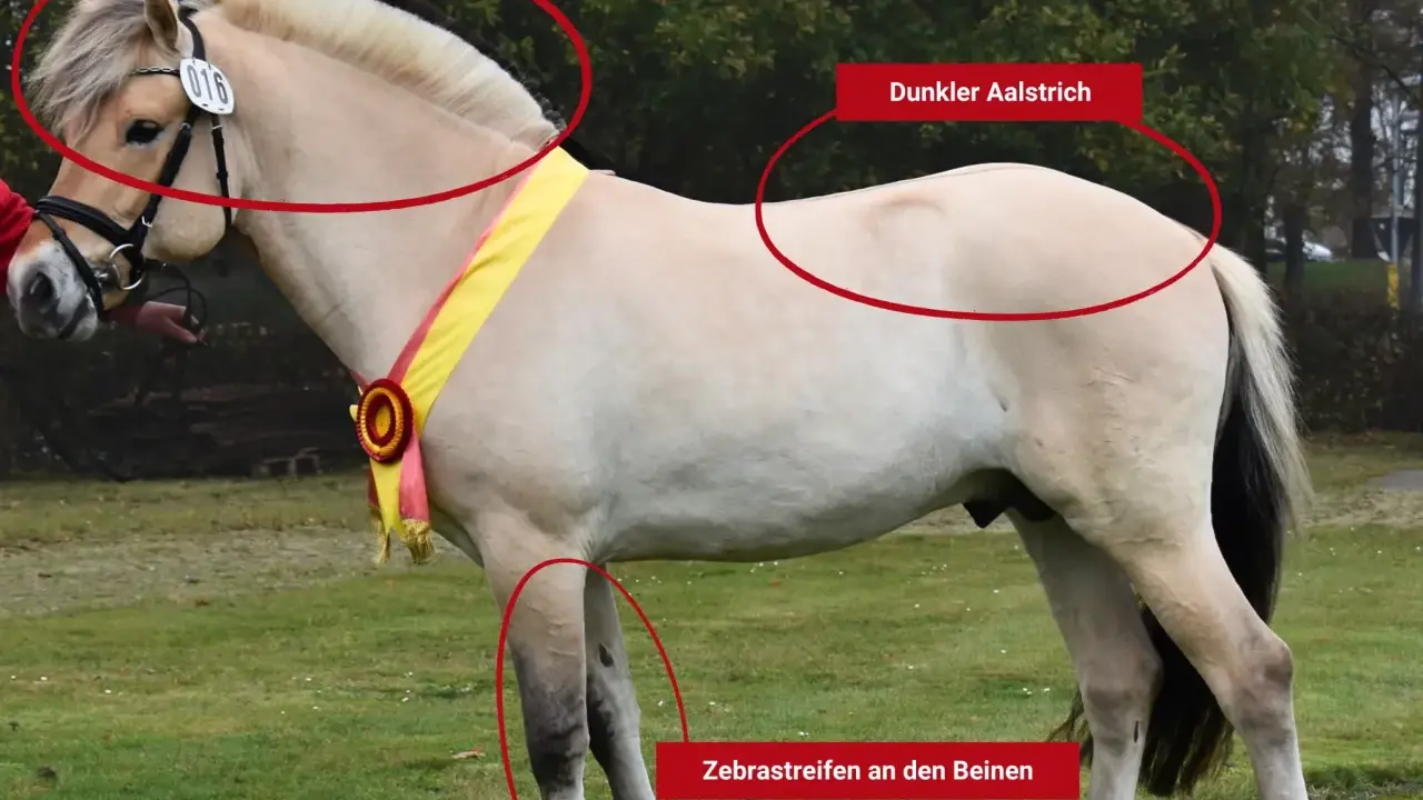 Ein Fjordpferd mit charakteristischer Mähne, dunklem Aalstrich und Zebramuster an den Beinen.